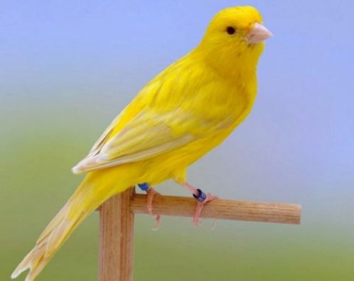 Canary Satine | 🐦Exotic domestic birds