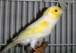 Canario amarillo mosaico - ????Pájaro canario domestico