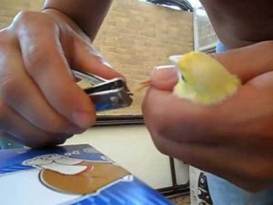 ¿Como cortar las uñas del canario? - 🐦Pájaro canario domestico