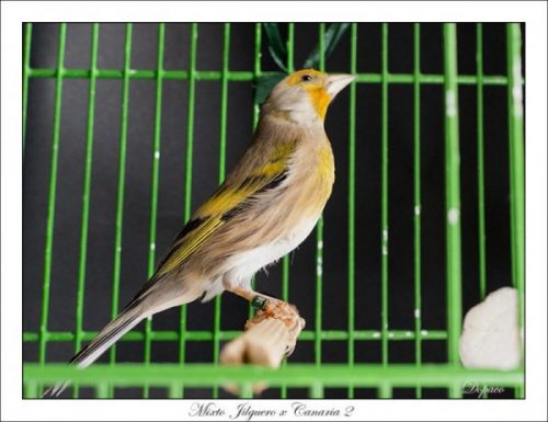 Cría de mixtos canario y jilguero - ????Pájaro canario domestico